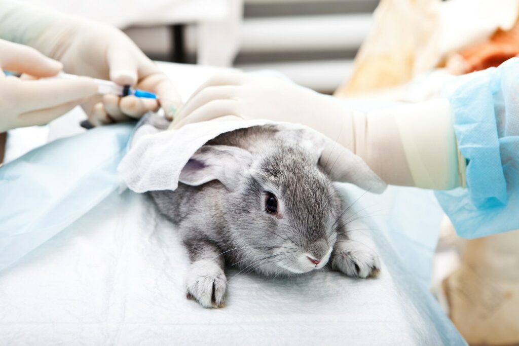 Kaninchen beim Tierarzt Kosten