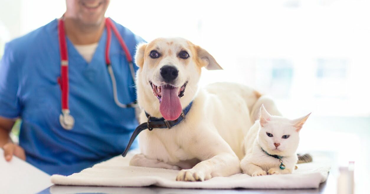Zierarztkosten per Kredit - Tierarzt mit Haustier
