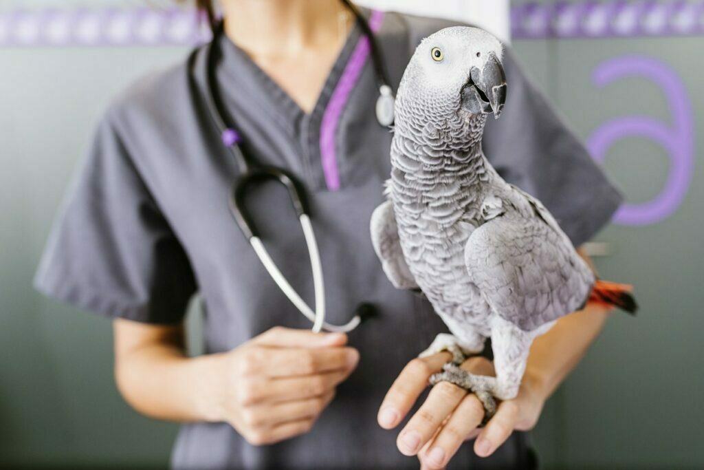 Tierarztrechnung per Kredit mit Papagei